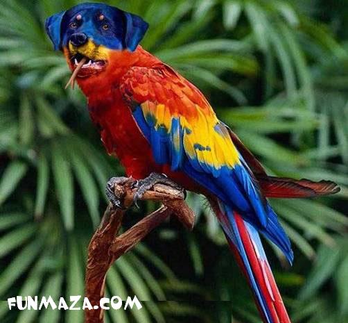 parrot.jpg